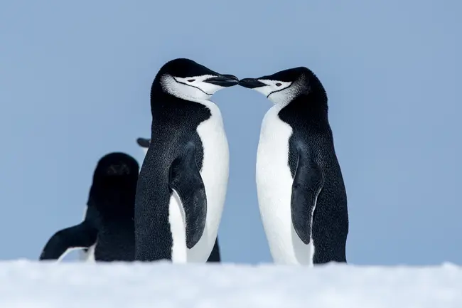 Οι πιγκουίνοι chinstrap