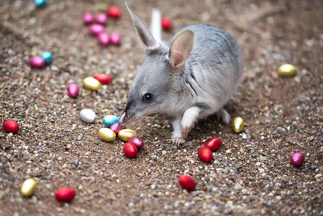 Easter-traditions