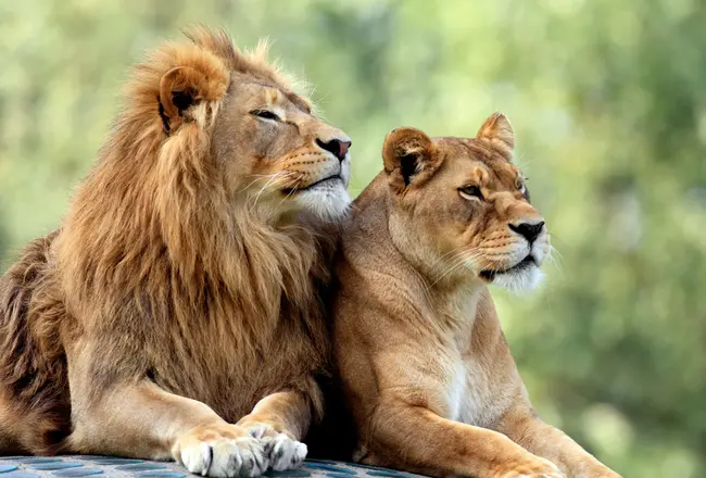 liontari