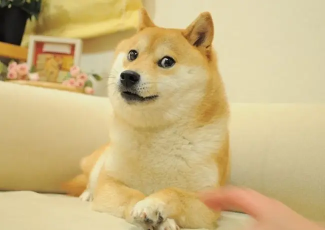 kabosu