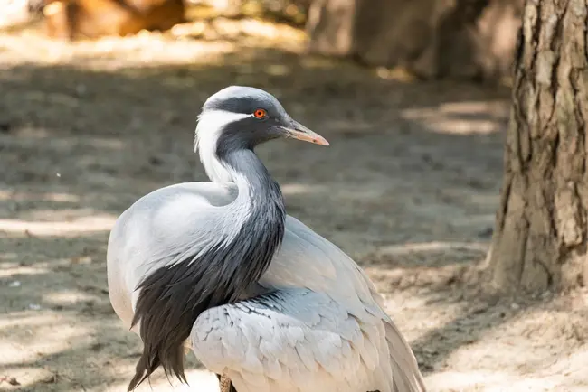 Grus virgo