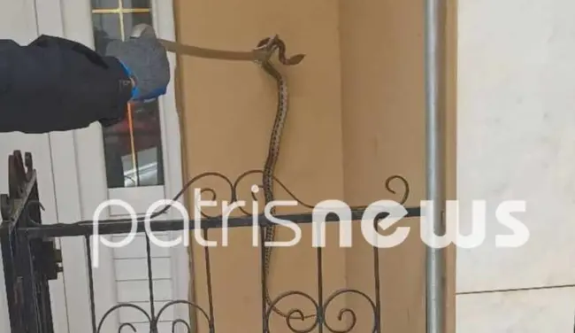 Η πυροσβεστική περισυλλέγει το φίδι
