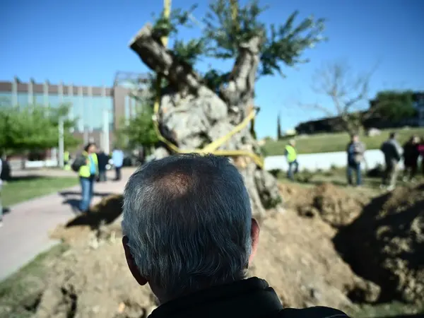 Δενδροφύτευση ελιάς στην Αθήνα