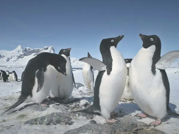 penguins