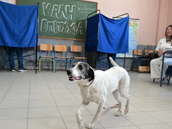 Σκύλος στις Ευρωεκλογές