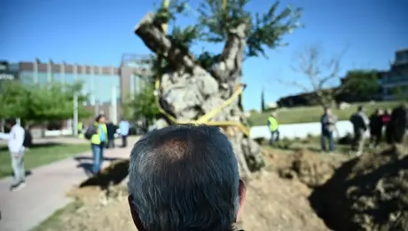 Δενδροφύτευση ελιάς στην Αθήνα